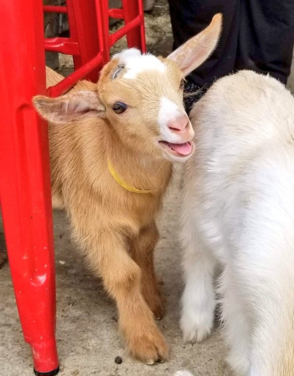 🐐Winston🌈Thatcher🌈Domino, Walnut, Jasper🐐 tweet media