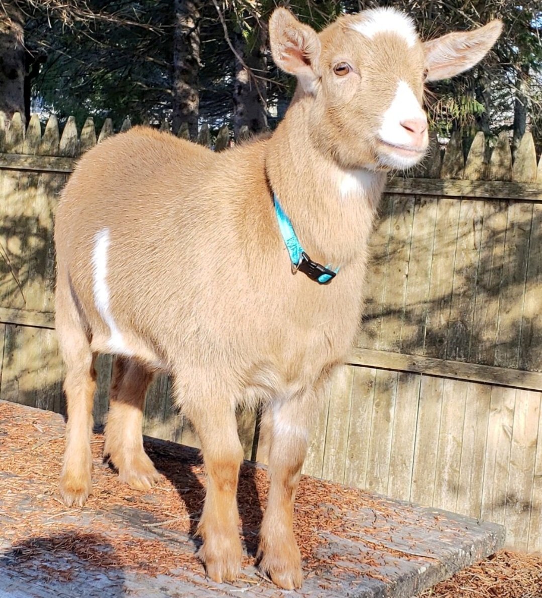 🐐Winston🌈Thatcher🌈Domino, Walnut, Jasper🐐 tweet media