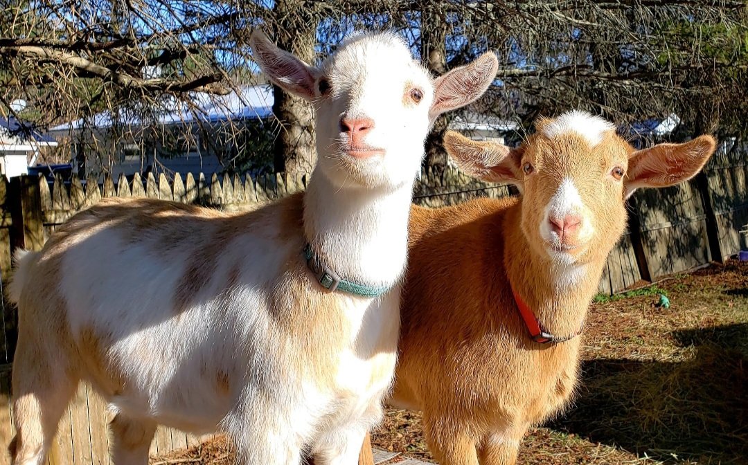 🐐Winston🌈Thatcher🌈Domino, Walnut, Jasper🐐 tweet media