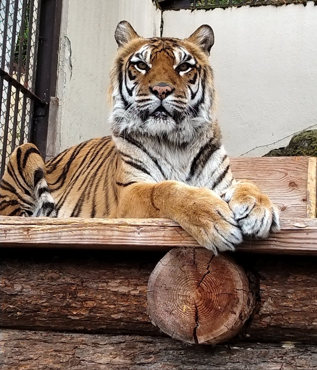 ◆オーダー用◆ダイカット 大きい動物 動物園タイトル ◇オーダー用◇ダイカット 大きい動物 動物園タイトル