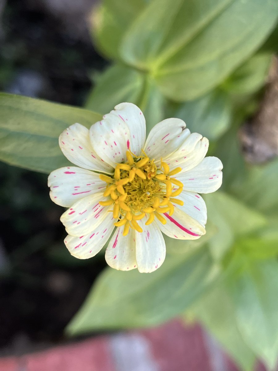 MsEverett5's tweet photo. The zinnias I planted in May finally bloomed! 🌺 https://t.co/n19BphJDVh
