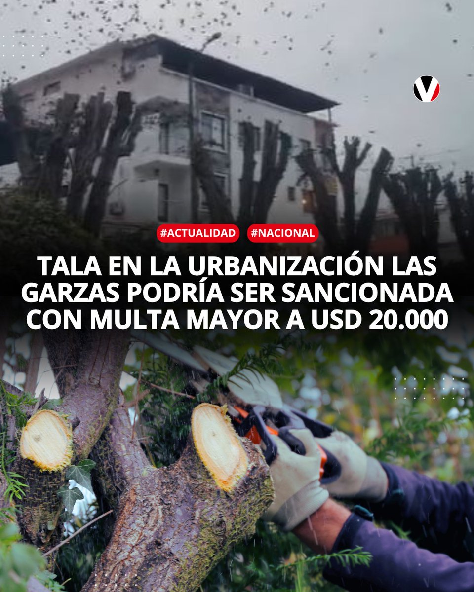 El Municipio de Guayaquil advirtió sobre una sanción que enfrentarían quienes coordinaron una “poda drástica sin justificación técnica” de nueve árboles ficus en la urbanización Las Garzas. Conozca el caso ▶️ v.vistazo.com/4fCQRZu