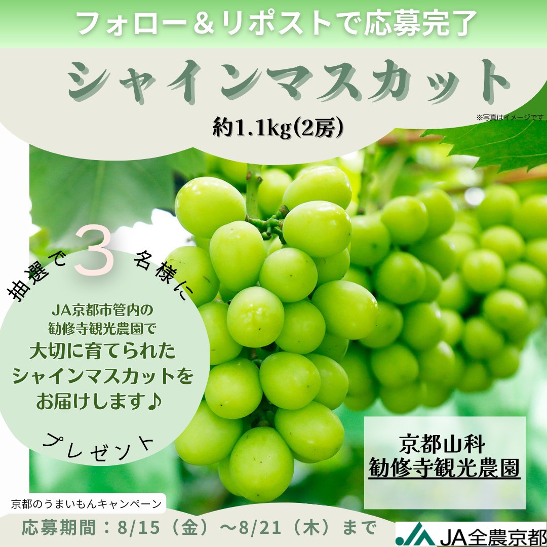 ／
#京都のうまいもん が当たる
#プレゼントキャンペーン
\＼

フォロー&amp;リポストで
『京都山科勧修寺観光農園シャインマスカット』が
抽選で３名様に当たる✨

大切に育てられたシャインマスカットをお届けします♪

応募方法
①＠zennoh_kyoto をフォロー
②この投稿をリポスト
8/21 23:59〆