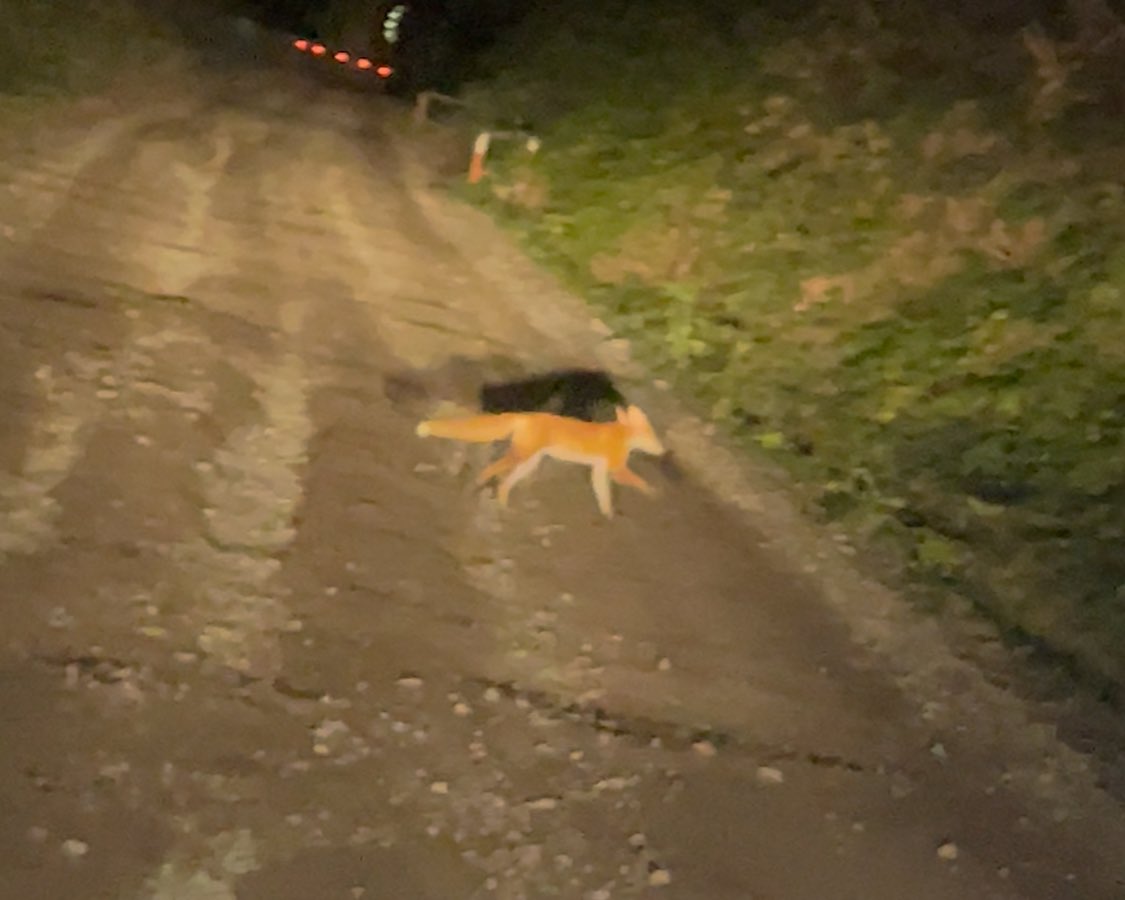 夜はこの2匹のみしかいなかった…