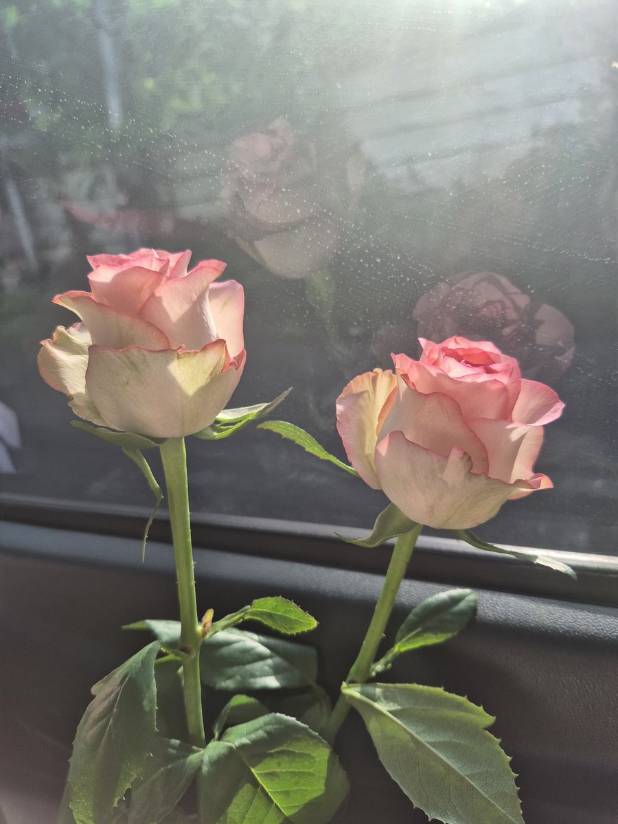 pinkruffa15's tweet image. XXXV. 
#BlessedBeyondBelief