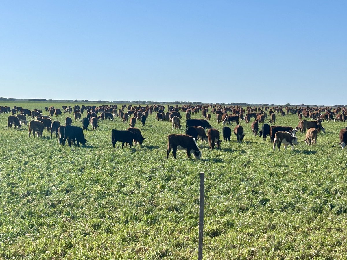 Fábrica a cielo abierto produciendo carne 😍😍
“Imagínate decir que un vacuno comiendo pasto es malo para el planeta…
Es como decir que un pez es malo para el océano…”
“Un vacuno comiendo pasto es el planeta”