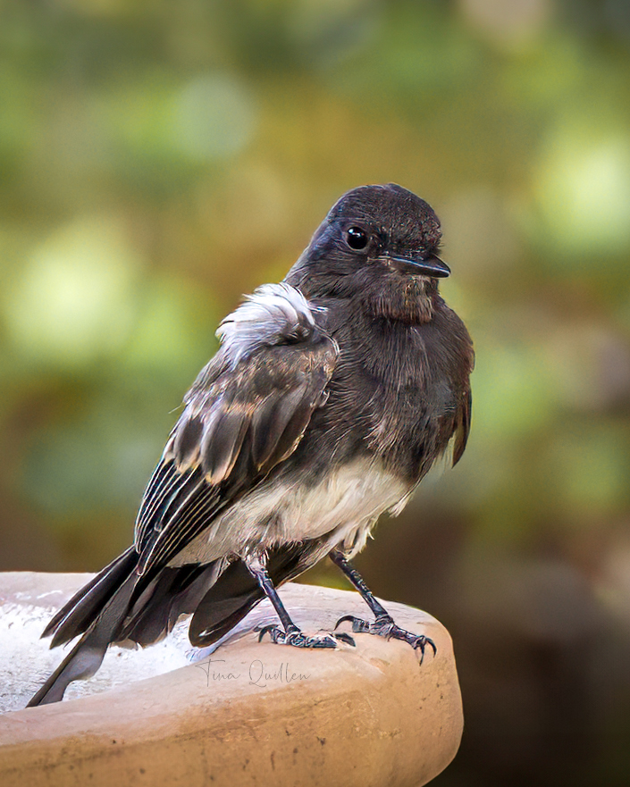 What Bird Catches Insects in Midair: Top Agile Hunters Revealed