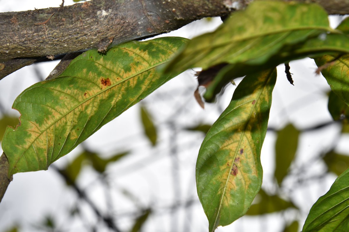CIFOR_ICRAF_WCA's tweet image. 🛑 Cocoa swollen shoot disease (#CSSD) est une maladie virale qui menace gravement nos cacaoyères et réduit fortement les rendements.
📸 Observez ces images et dites-nous à quels symptômes elles correspondent.
💬 À vous de jouer!
#CacaoDurable #SwollenShoot #Tonyopenchain