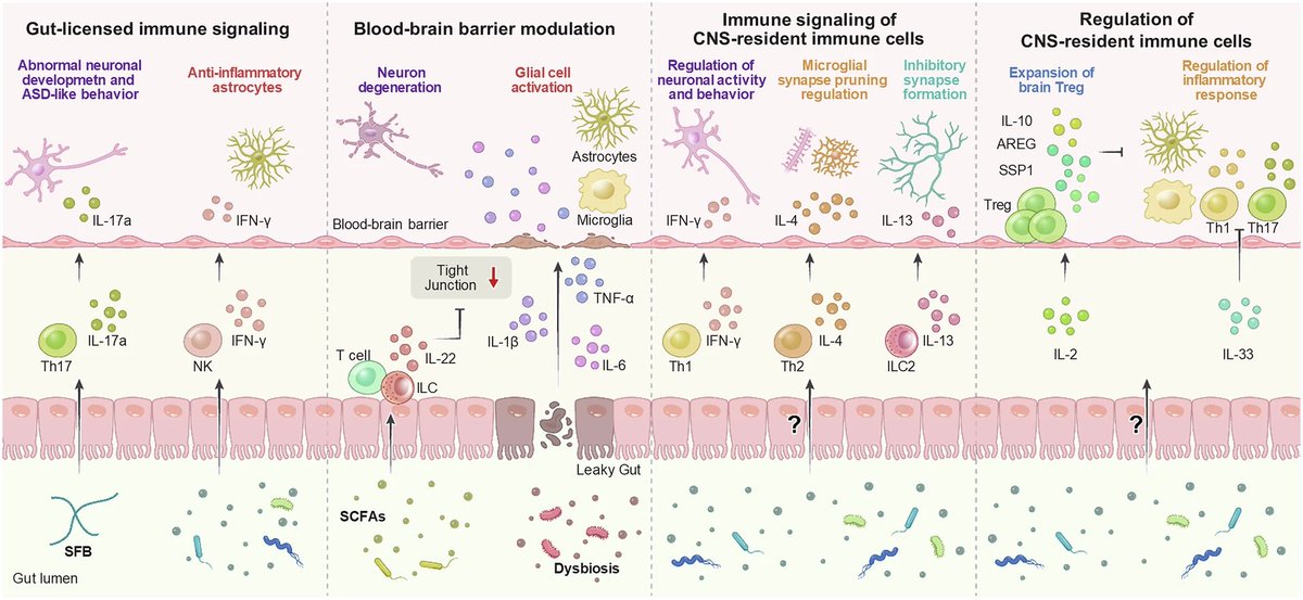 Waggoner Lab (@labwaggoner) on Twitter photo Review: Beyond the gut: decoding the gutāimmuneābrain axis in health and disease <a href="/Imsinhyuk/">Sin-Hyeog Im</a>
nature.com/articles/s4142⦠Review: Beyond the gut: decoding the gutāimmuneābrain axis in health and disease <a href="/Imsinhyuk/">Sin-Hyeog Im</a>
nature.com/articles/s4142ā¦