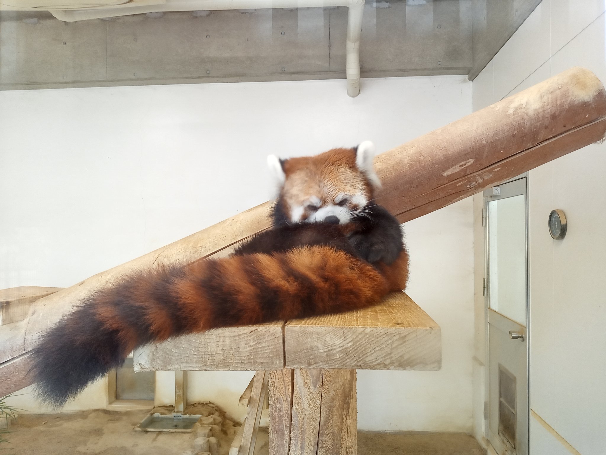 レッサーパンダ ☆啓☆🐅💓 on X: 