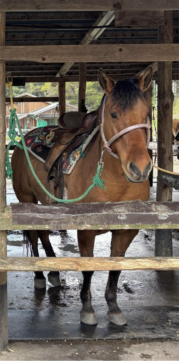 乗馬… - অনুসন্ধান / X