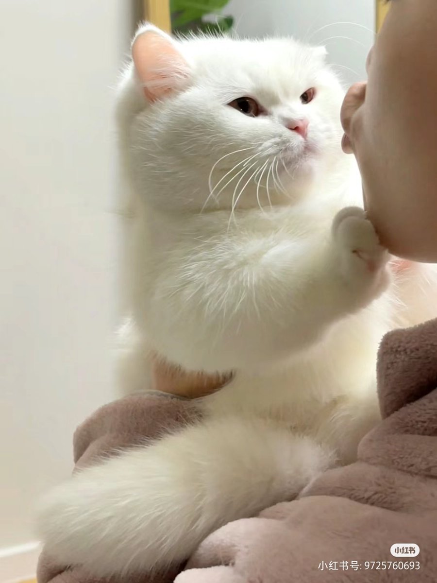 nocontextscats's tweet photo. NO KISSES!! https://t.co/cS7g4oAbEk