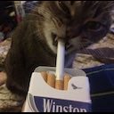 Catty moon Catty happy.

Hodlers win. Cattys win. Catty happy.

tek so gud