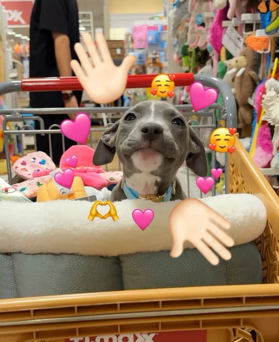 💖 (@twaniimals) on Twitter photo 