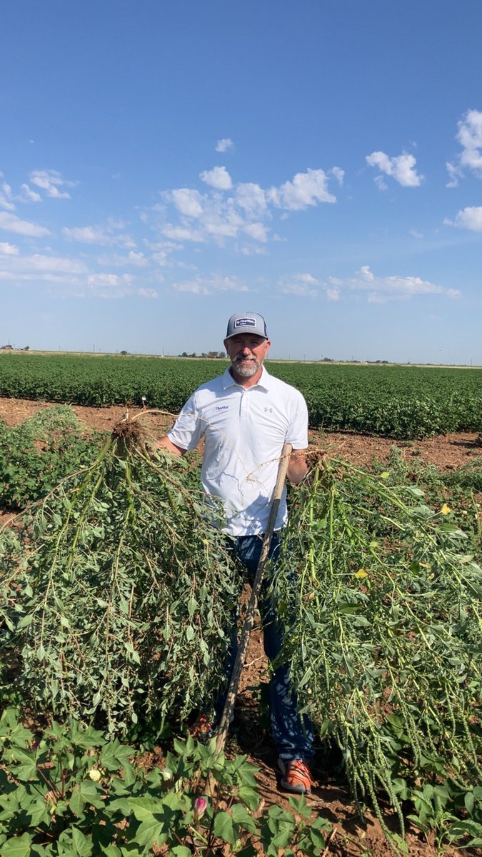 Adam Hixson (@hixsona) on Twitter photo Mega-Pigweeds!! <a href="/margemillss/">Megan M. Singletary</a> <a href="/Colew15/">Cole Woolard</a> and team were doing most of the work…it’s the behind the scenes work of graduate students that doesn’t get noticed or recognized enough. Thanks for allowing me to join in on the fun today! Mega-Pigweeds!! <a href="/margemillss/">Megan M. Singletary</a> <a href="/Colew15/">Cole Woolard</a> and team were doing most of the work…it’s the behind the scenes work of graduate students that doesn’t get noticed or recognized enough. Thanks for allowing me to join in on the fun today!
