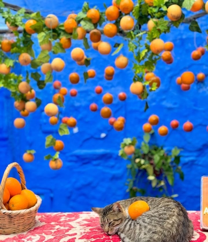 TrtTa241606's tweet photo. Chefchaouen… The Enchanting Blue Pearl in the Heart of Morocco❤️🇲🇦
https://t.co/U83k07rF1p 
#Chefchaouen #BlueCity #Morocco #TravelMorocco #WondersOfMorocco #VisitMorocco #MagicalPlaces #ExploreMorocco #TravelGoals #HiddenGems https://t.co/FMgQS6Dyyl