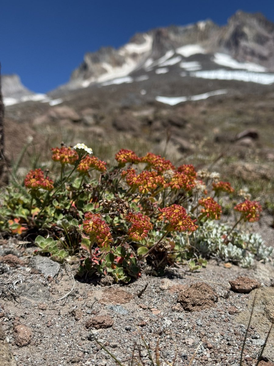 drymtn's tweet photo. Stopped at the top of my hike up Mt. Hood from @timberlinelodge to brew a cup of coffee. Took out my📱to check my pace and it 💥🤯 I think something BIG happened @OHSUKnight @OHSUNews today! #givecancerhell. That’s my one post for the year. https://t.co/C6Y48oQcX0