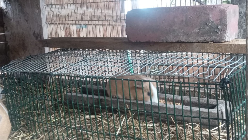 Agricultura_CZ3's tweet photo. 📌#Tungurahua | En la parroquia #Totoras realizamos un taller con productores sobre la implementación de materiales que ayudan a reducir la mortalidad de los cuyes.
Más salud, mejor producción y bienestar animal. 🐹 https://t.co/RqJ2T5UuGi