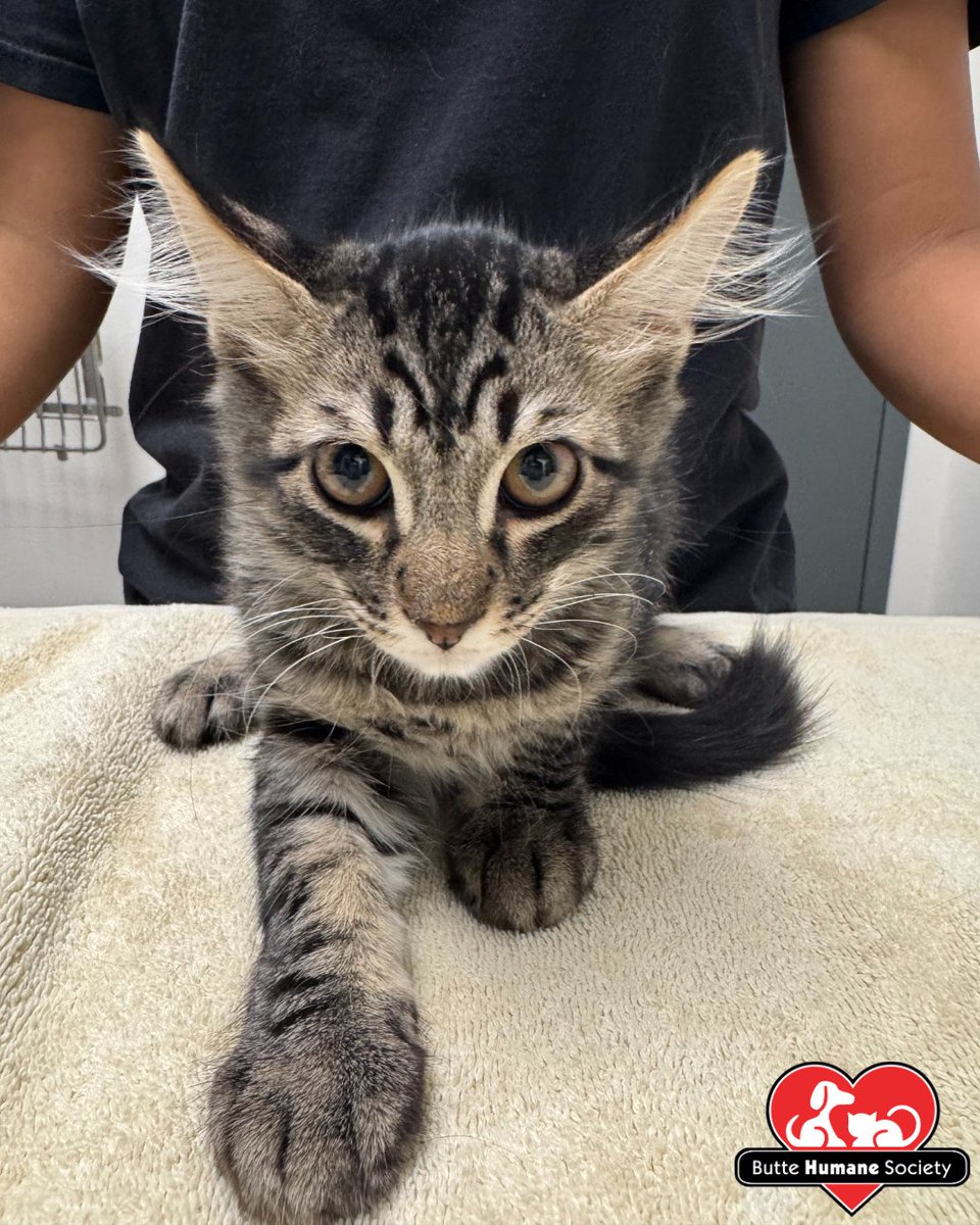 buttehumane's tweet photo. The Lost Dutchman will be donating 25% back to our shelter on Thursday, August 21st, from 4 pm - 8:30 pm! Their gorgeous patio features lawn games and activities to enjoy while you have a drink and some tasty bites. We hope to see you there! 🐶❤️🐱 https://t.co/oPU76wy2BH