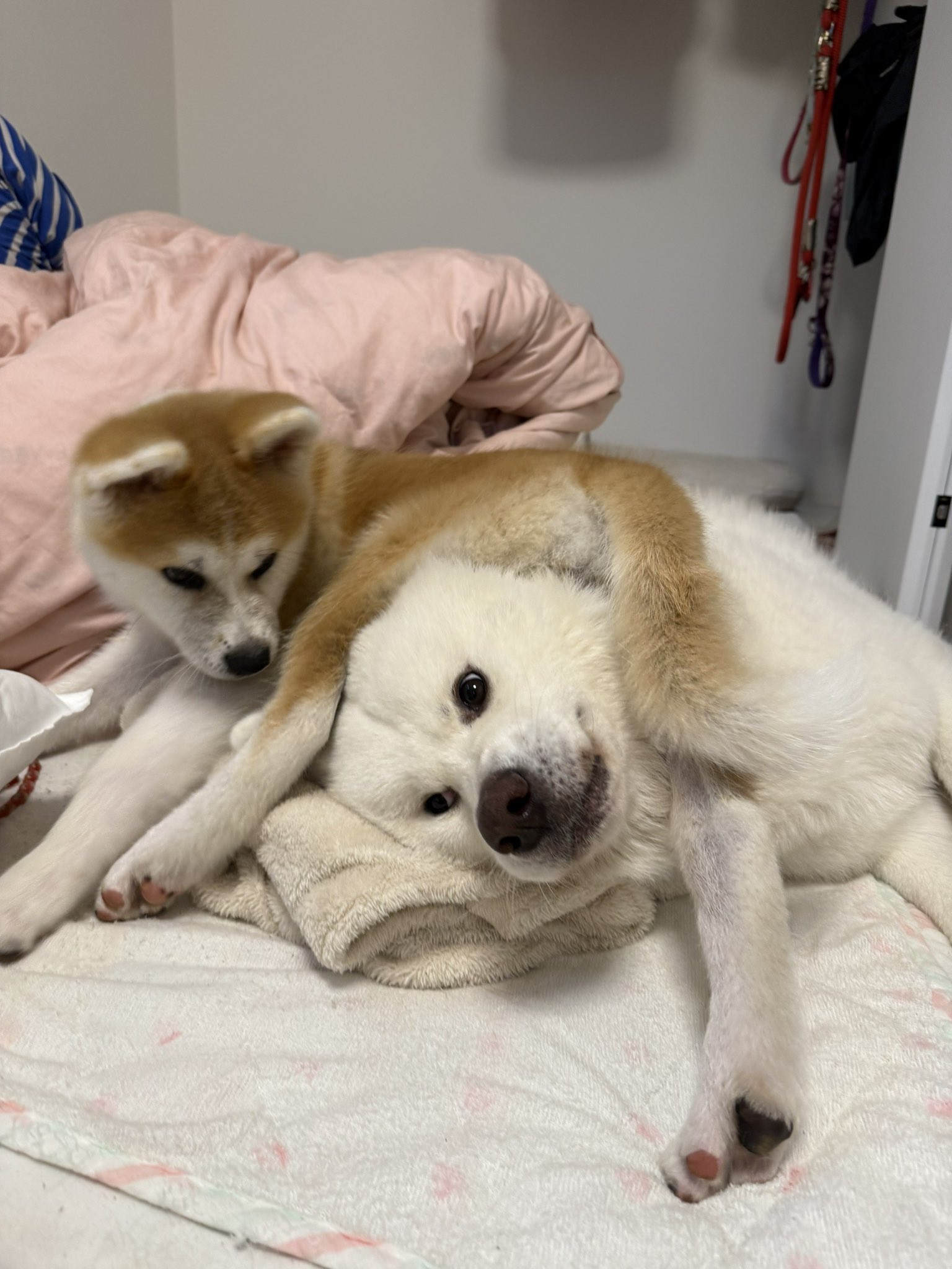 身代わり毛玉幻獣 張り子犬 身代わり毛玉幻獣 張り子犬 ぱすた on