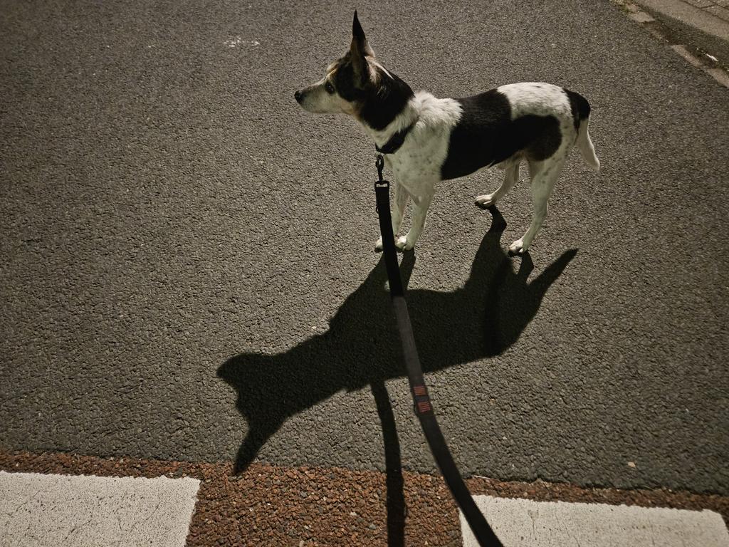 Fikkie uitlaten. Dorpstraat.