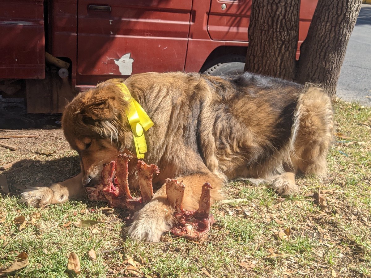 大きな骨に遭遇。#今日のマチルダ