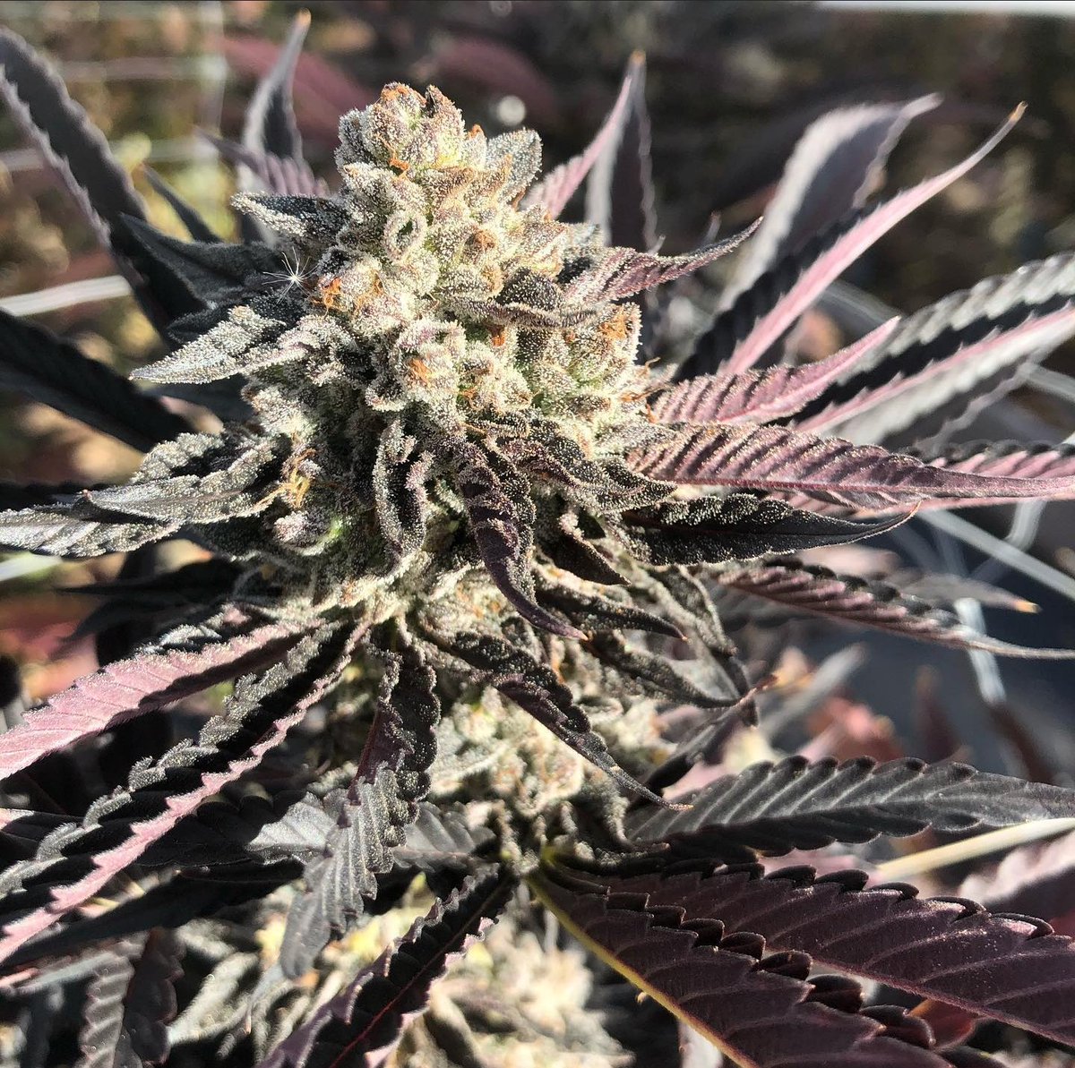 fullmoonfarms707 (@fullmoon7071) on Twitter photo Modified Grapes showing off at the close of her cycle. Epic Bag Appeal seems likely and the Garlic Nose is Loud on this one, can’t wait to taste summa this! 🍇⛽️🧄🔥🧄⛽️🍇. Modified Grapes showing off at the close of her cycle. Epic Bag Appeal seems likely and the Garlic Nose is Loud on this one, can’t wait to taste summa this! 🍇⛽️🧄🔥🧄⛽️🍇.