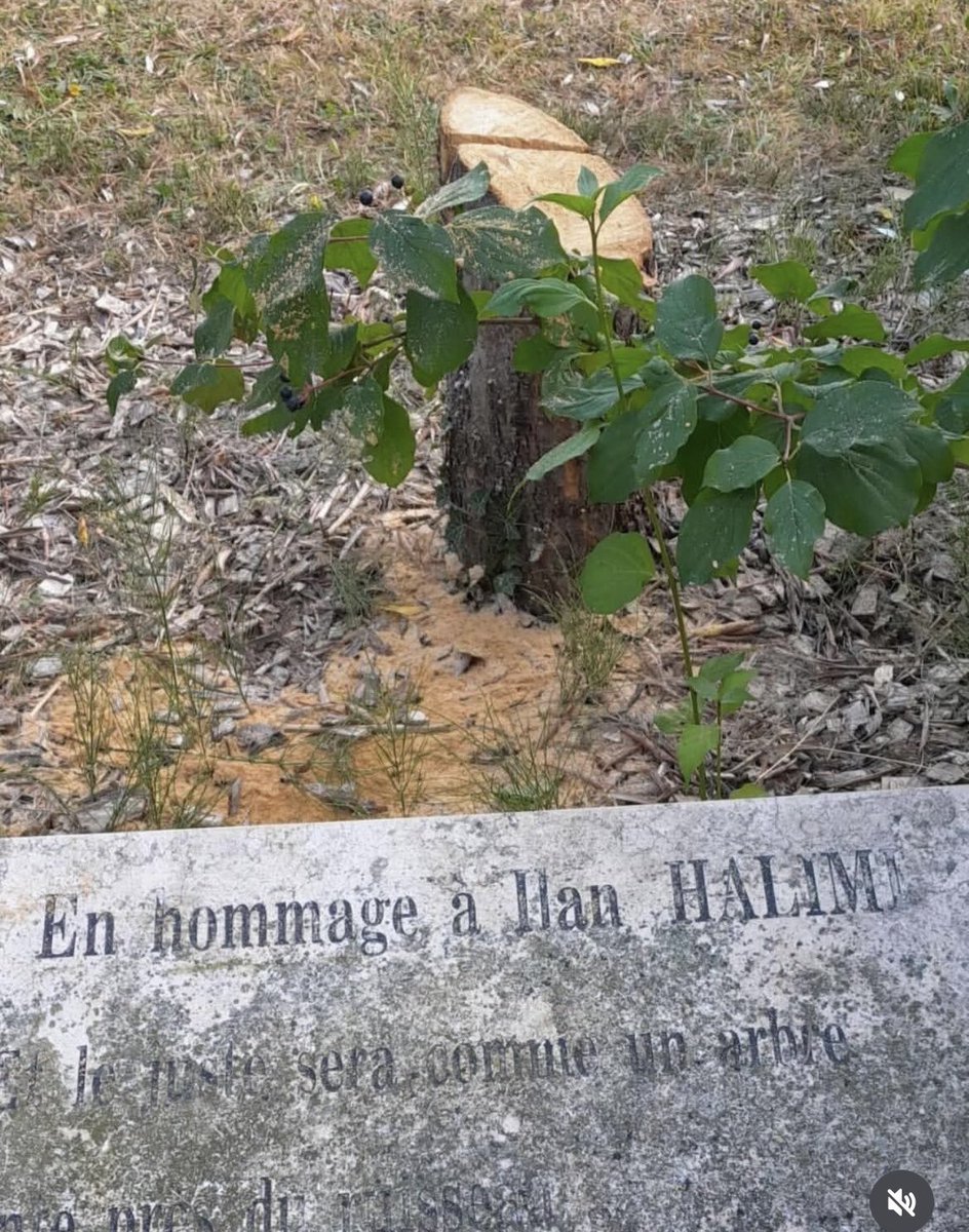L’antisémitisme tue. Ilan Halimi en fut la victime par le gang des barbares au début du XXIe siècle.
Abattre l’arbre planté en sa mémoire, c’est commettre une profanation absolument ignoble.
Un acte abject, symptôme d’un venin antisémite déchaîné — un poison qui prospère dans une