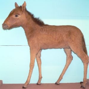 modokii1's tweet photo. this is a quagga https://t.co/hWFv5Fqkzb