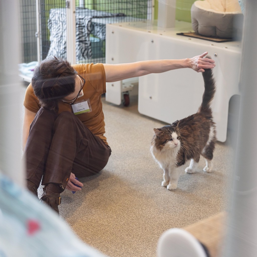 TreeHouseCats's tweet image. From caregiving and adoption counseling to clinic support and behind-the-scenes roles, there’s a place for everyone on #TeamTreeHouse. 🐾
📋️ Apply to volunteer: treehouseanimals.org/engage/volunte…
#Chicago #Volunteer #Cats #AnimalShelter #AnimalWelfare