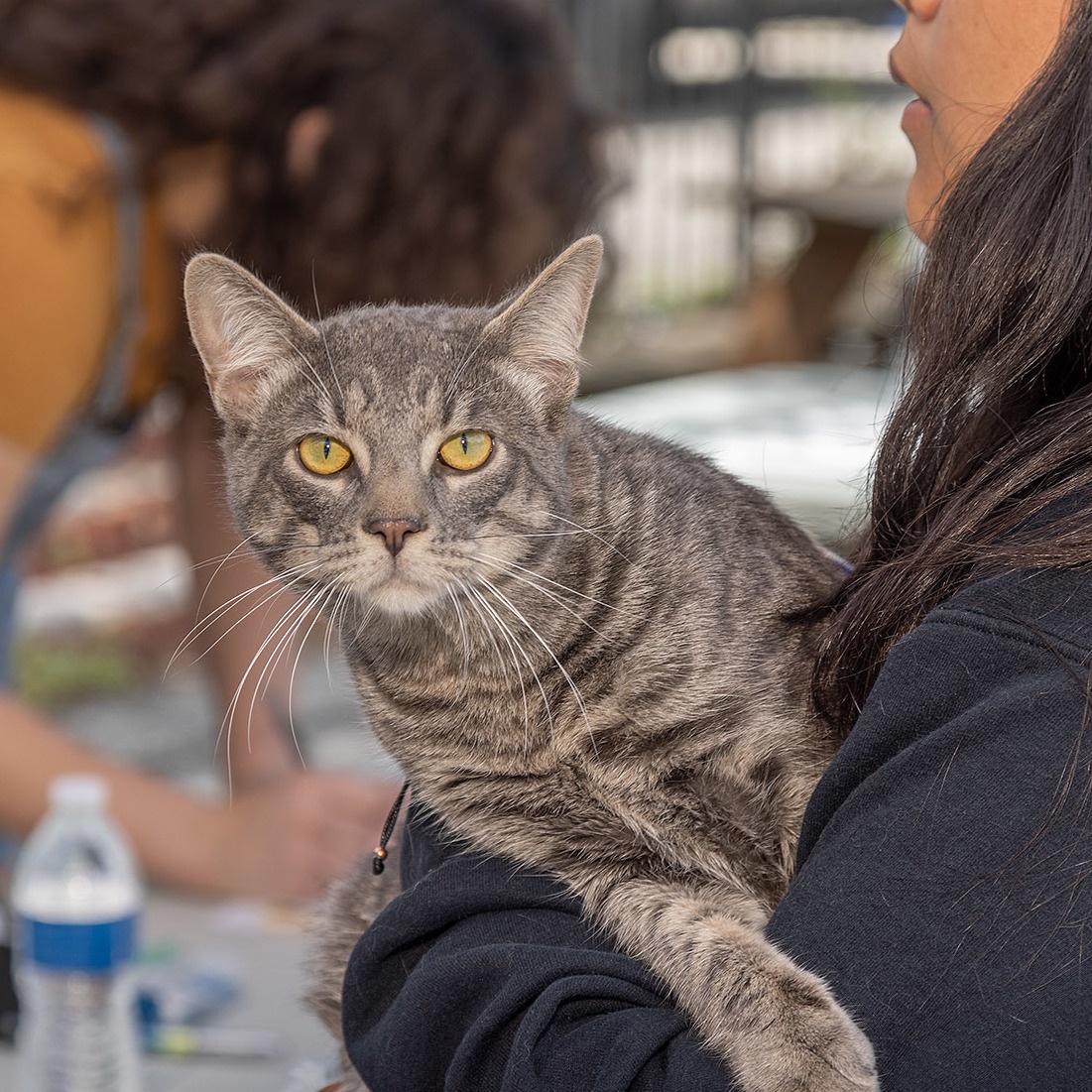 TreeHouseCats's tweet image. From caregiving and adoption counseling to clinic support and behind-the-scenes roles, there’s a place for everyone on #TeamTreeHouse. 🐾
📋️ Apply to volunteer: treehouseanimals.org/engage/volunte…
#Chicago #Volunteer #Cats #AnimalShelter #AnimalWelfare