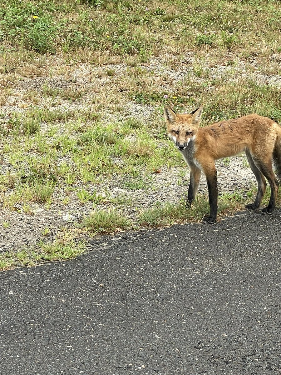 🦊man
