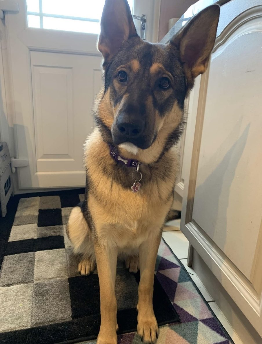 Help2Rehome Scotland 🐶🐱 (@h2rscotland) on Twitter photo Both based in Scotland, Ace is a 3 year old Border Collie Cross, he’s available and we also have Willow a 5 year old female German Shepherd. Can you please share? All their details are here help2rehome.com 🐶 🏠 Both based in Scotland, Ace is a 3 year old Border Collie Cross, he’s available and we also have Willow a 5 year old female German Shepherd. Can you please share? All their details are here help2rehome.com 🐶 🏠