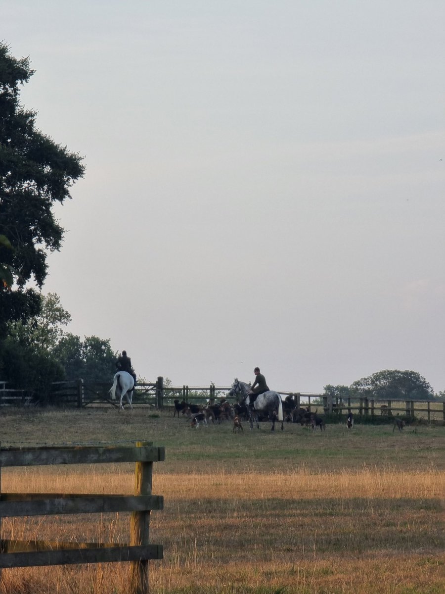 If you live in #wrexham or #cheshire area, we need your help with tip offs of the Wynnstay Hunt's cubbing locations. Please message if you notice any unusual hunt vehicles, horse box activity or hounds &amp; riders out early morning and evening 🚨

#cubhuting #cubbing #foxhunting