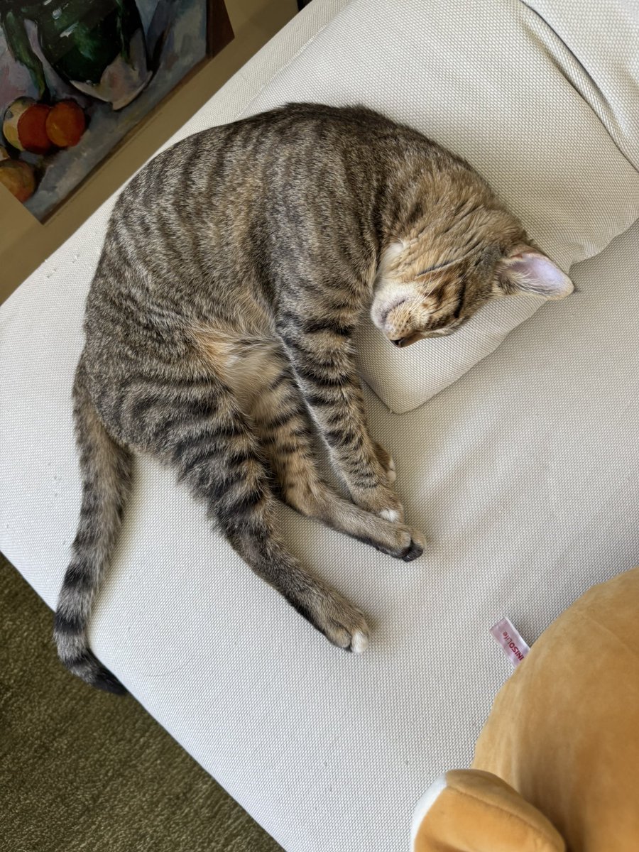 i love my cat so much 🪨 🥐