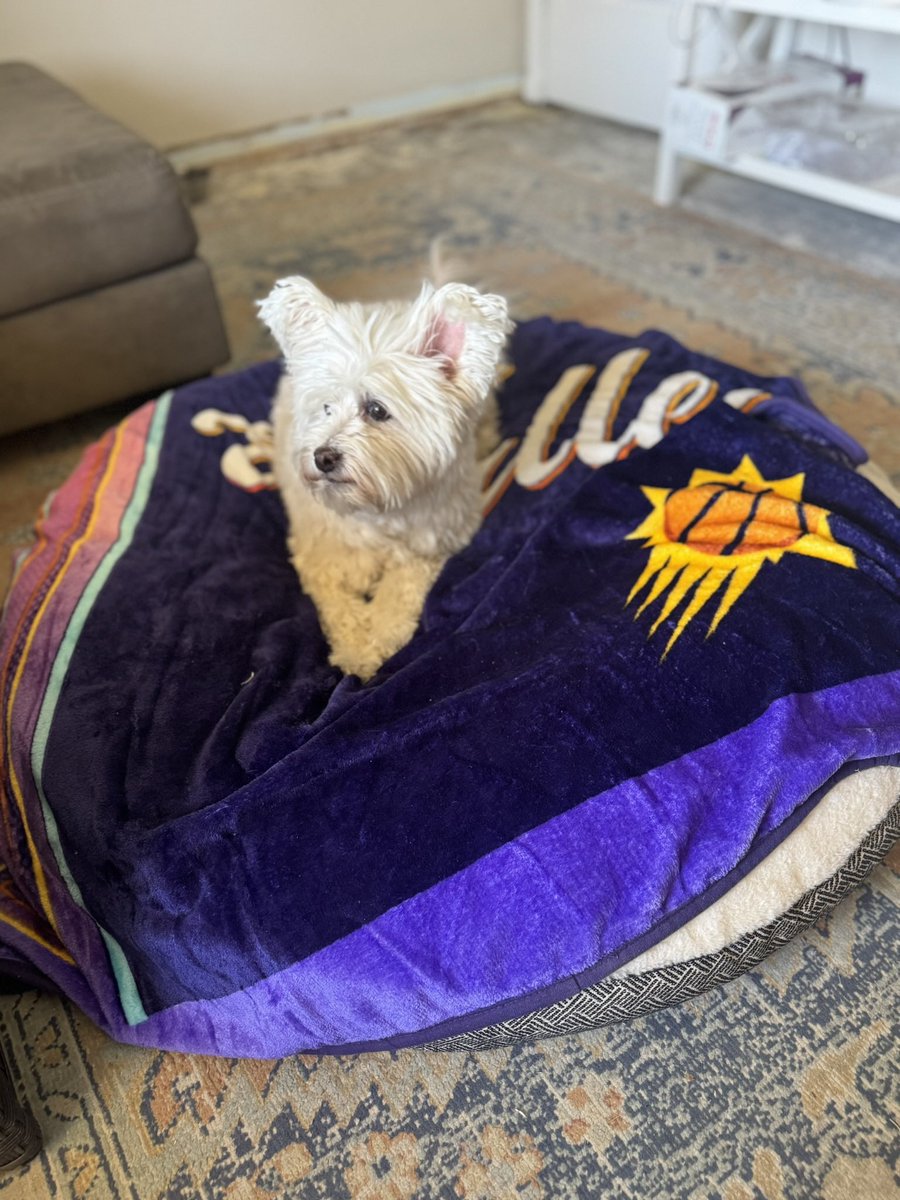 Bailacondios's tweet photo. @Suns Valley Pup https://t.co/4DF6n8aj2c