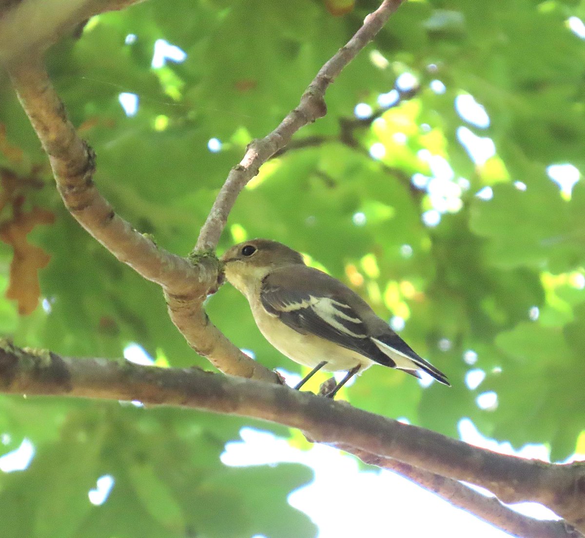 Day 3  of flycatchers Feldy view cemetery a different new in pied fly &amp; a new spotted flycatcher found again by Dougal Urquhart Inc his photos. 
  @essexbi