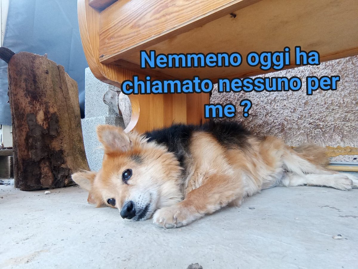 tiziana_55's tweet photo. Ricevo,🛑PEN è un nonnino che sta soffrendo molto il caldo in rifugio🛑😢è piccolo e carino
 ma nessuno chiede di lui.E cosa pretendo ? Che ad agosto
 qualcuno si interessi di lu ora è in box e aspetta una famiglia,8 anni,8 kg Bello,divertente affettuoso,castrato  Bari 3283644681 https://t.co/6cHfeNCRaS