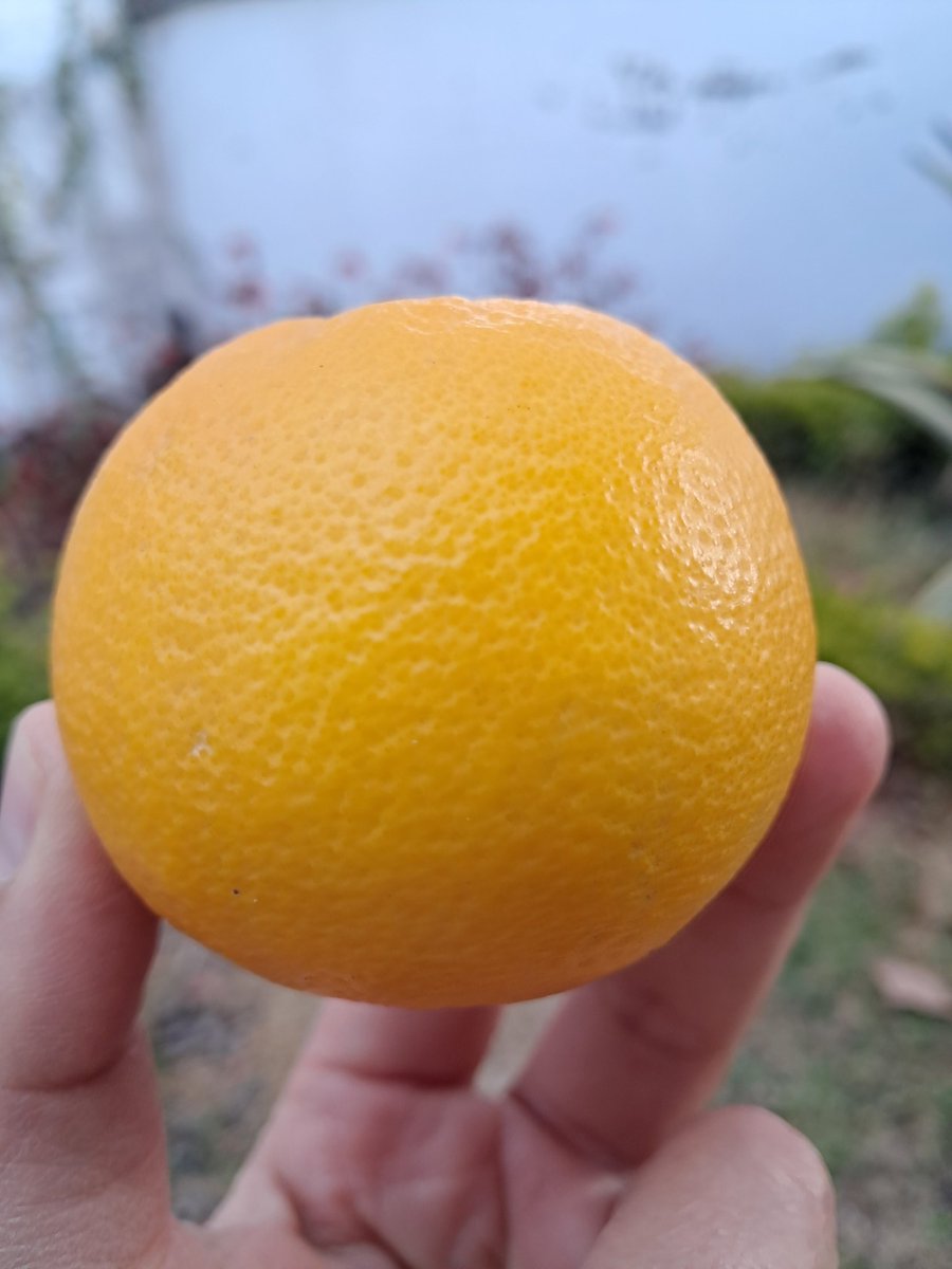 Hay días buenos, días malos, ocupados, tristes,felices, cansados...y hay días idiotas.

Por suerte, hay cosas buenas en el mundo. Naranja madurada durante el verano. 🍊