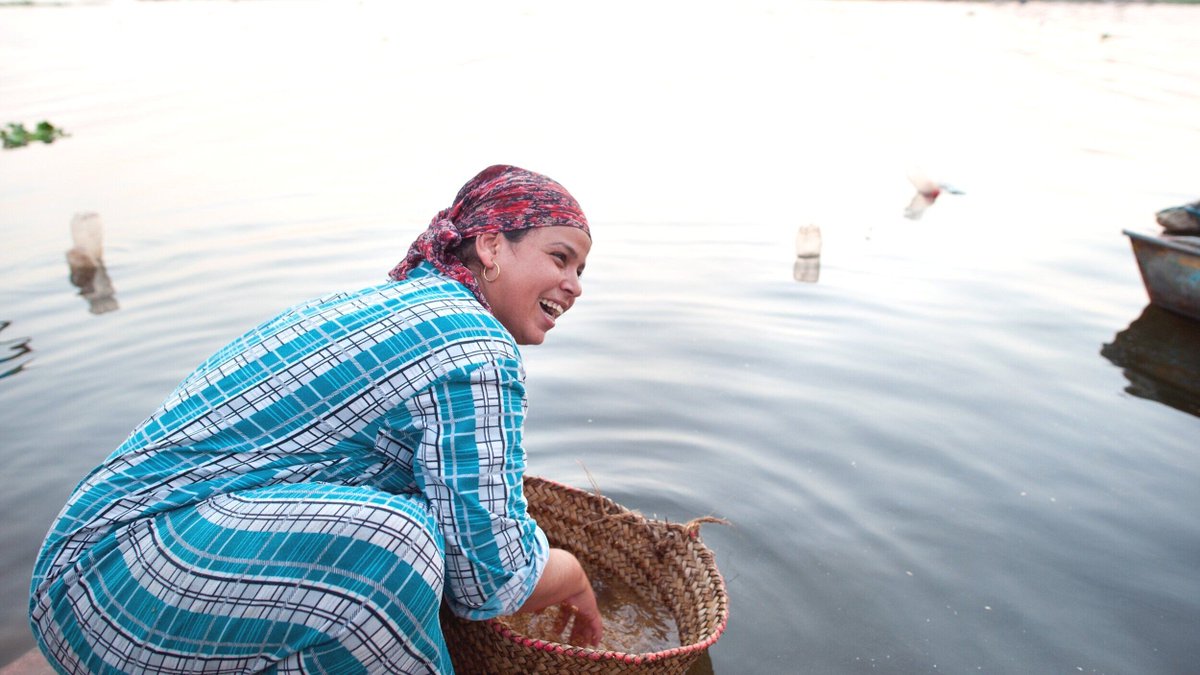 Atmospheric CO2 rises 2–3 ppm yearly, impacting the Earth's #climate and reducing the nutritional quality of food crops. 🌾Fortifying rice, wheat flour, and maize flour can help offset the nutrients lost due to rising carbon emissions. Learn more: buff.ly/LlYAypX