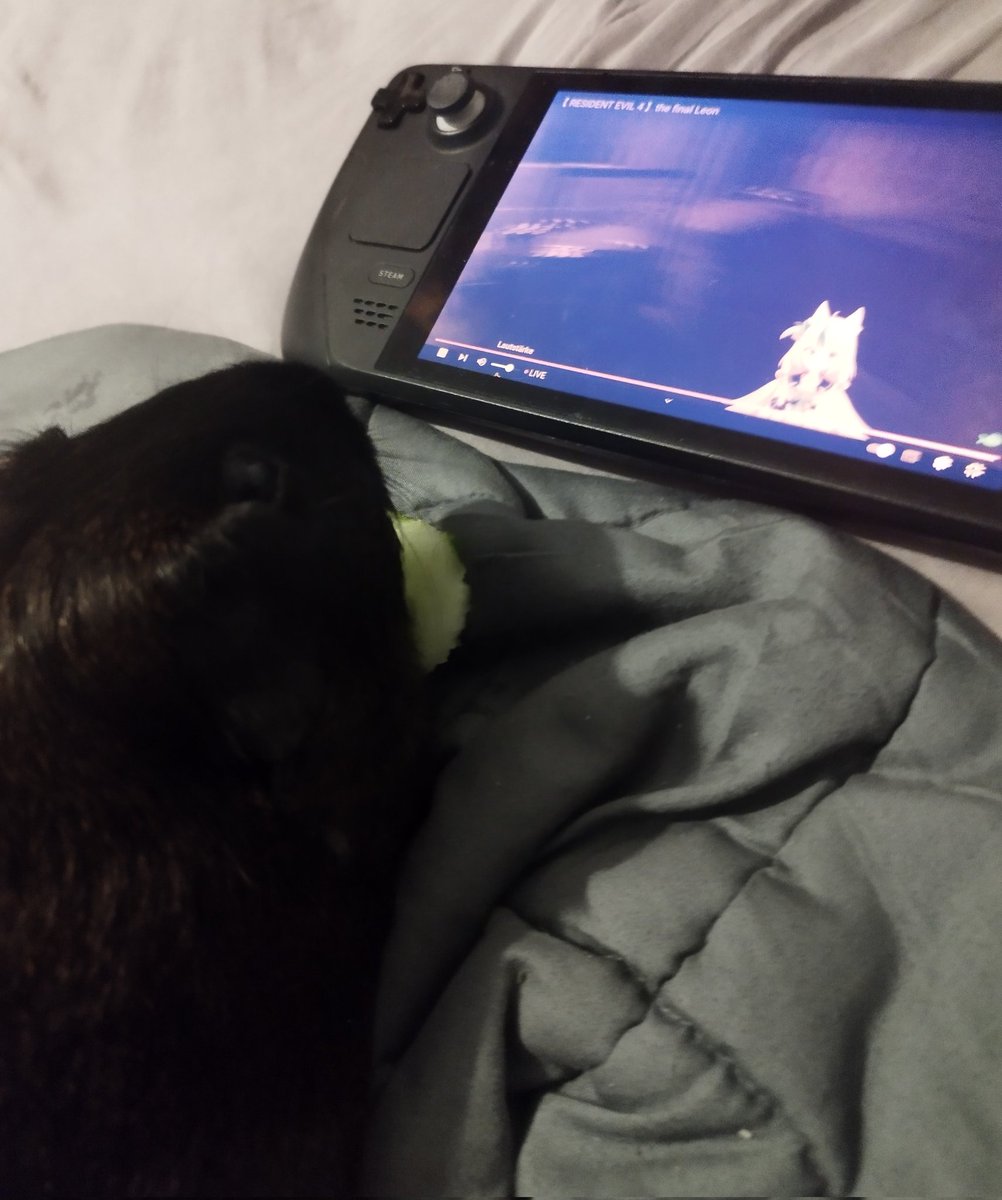 heykanik's tweet photo. Me & Guinea Piggie watching Saba! @samekosaba #samekosaba #sabalive https://t.co/4F9Jil5ZMe