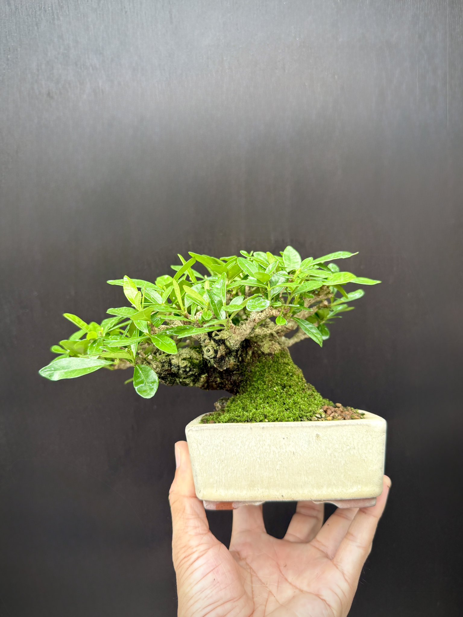 盆景　小物セット　26点 The BONSAI - SEISHIN PLUS