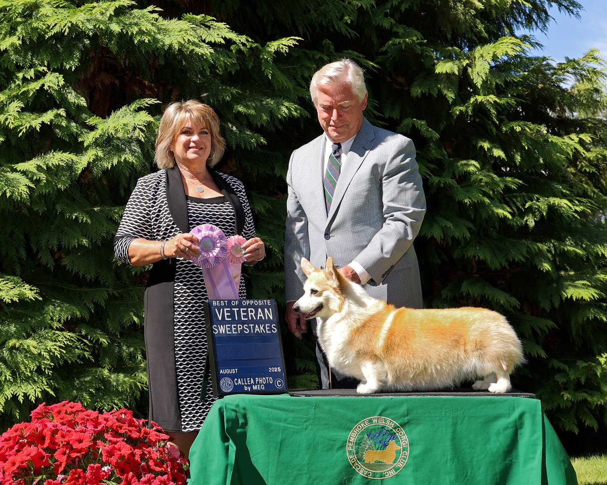 "Chloe Anne" Desprado Elegant Alibi RATN was Best Opposite in Veteran Sweepstakes for 10 years and older on Friday under judge Shannon Stone. "Clo" is 14 years old and still running the house, walking twice a day, and playing with Tommie. #CorgiCrew