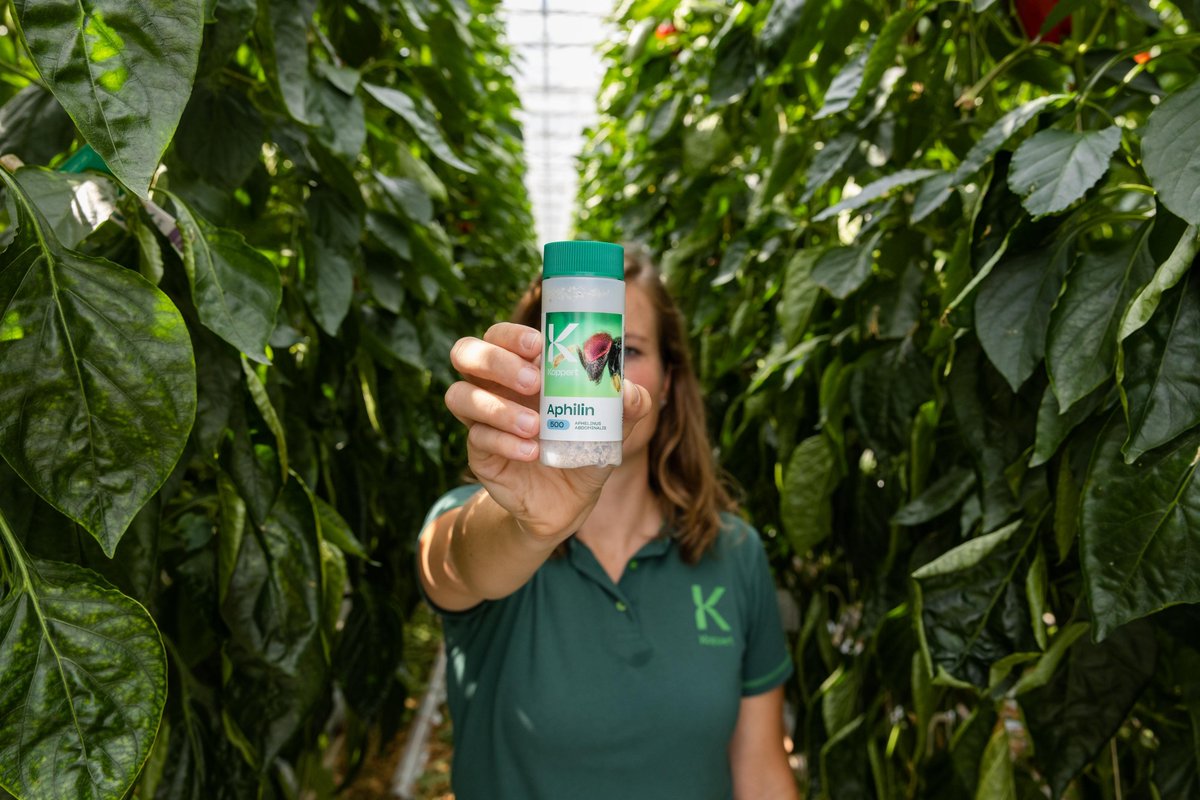 🌱 Pequeñas pero poderosas: las avispas parasitoides están cambiando la agricultura, sustituyendo plaguicidas químicos por control biológico.
Descubre cómo 

👉 koppert.mx/conocimiento/a…

#ControlBiológico #KoppertMx #PartnersWithNature