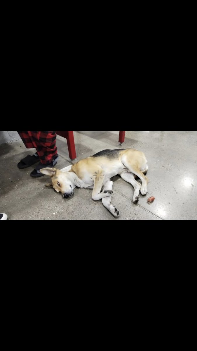 ATENCIÓN COAPA‼️ Reportan en FB que este perrito estuvo toda la tarde en Costco Coapa, es muy sociable, alguien cercano que lo resguarde??