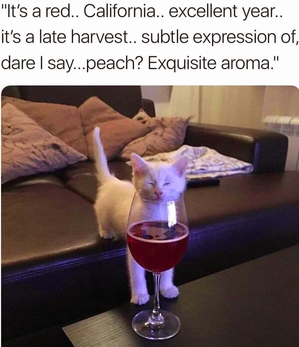 Cat with taste 😻🙀😂🍷🍇🐱 #cats #catsoftheday #CatsLover #winetasting #california