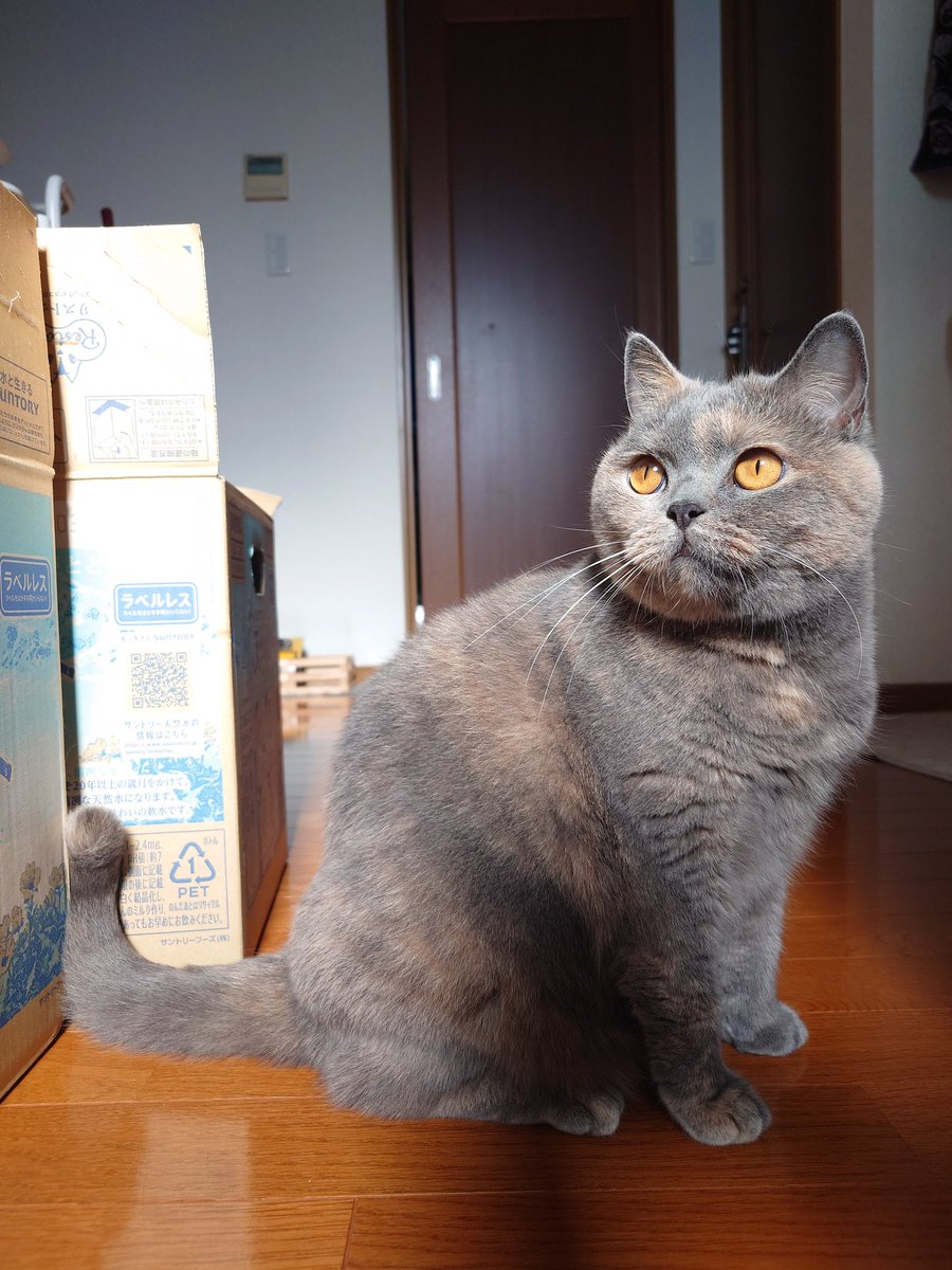 おはモカちゃん
#ブリティッシュショートヘア 
#猫のいる暮らし
