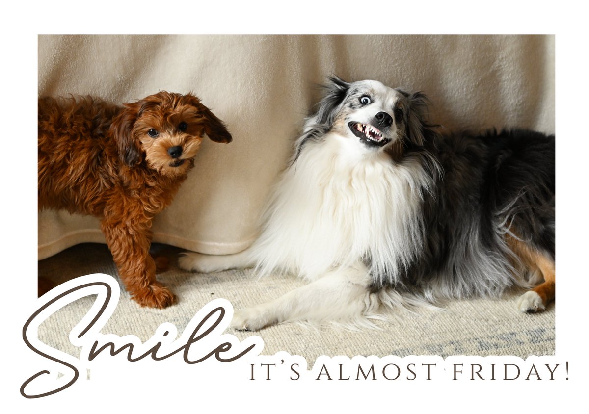 MrsOArtStudio's tweet image. This crazy face = best part of coming home from school 😆🐶 #TGIFVibes #AlmostFriday