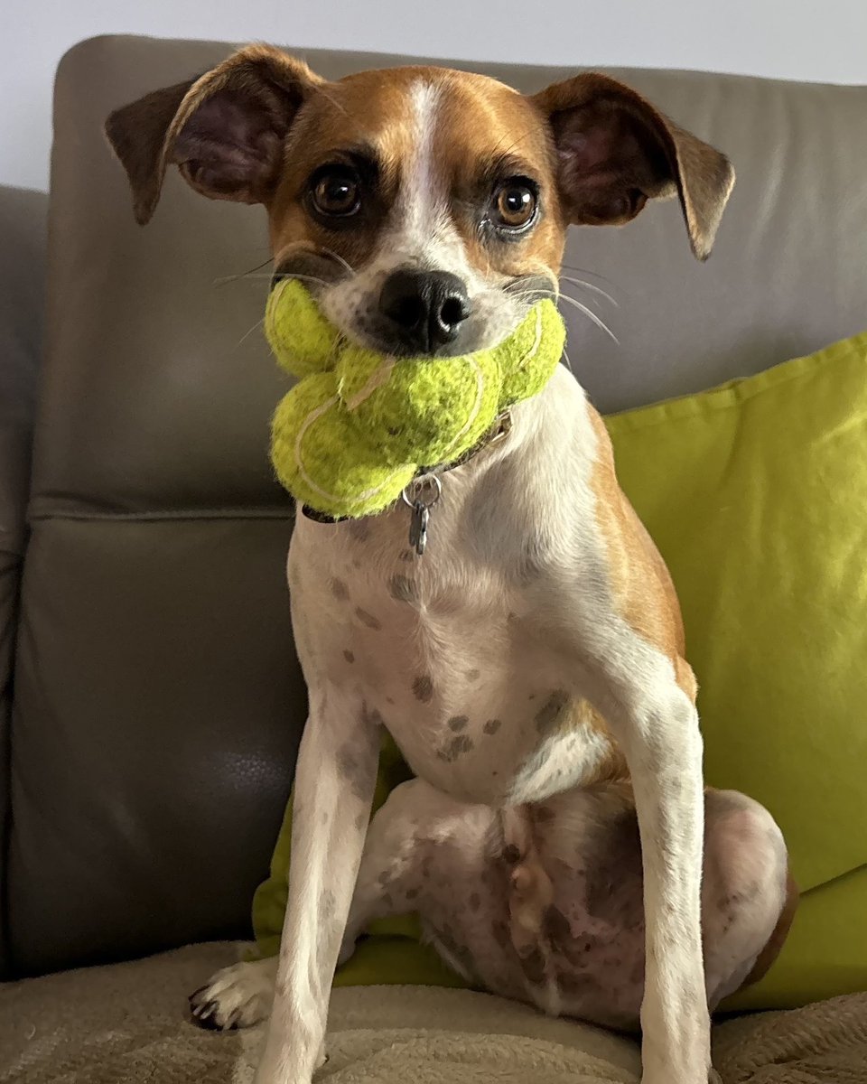 dog_rates's tweet photo. This is Kevin. He doesn't get out of bed in the morning for anything less than three tennis balls. 12/10 https://t.co/E7C6bb3gx4
