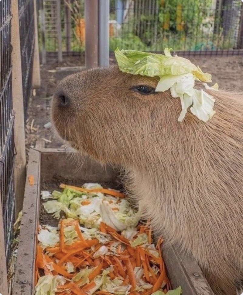 capybara tweet media